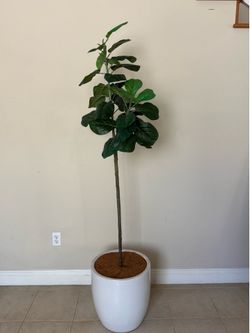 Fig Tree