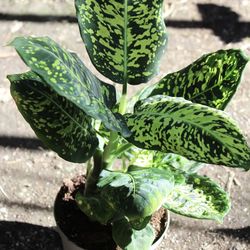 Dieffenbachia Reflector