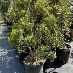 Topiary Boxwood Bonsai 