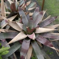 Large Bromeliad Plants ( Add A Tropical Look To Your Garden)