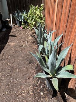 Landscape- sized Agave plants