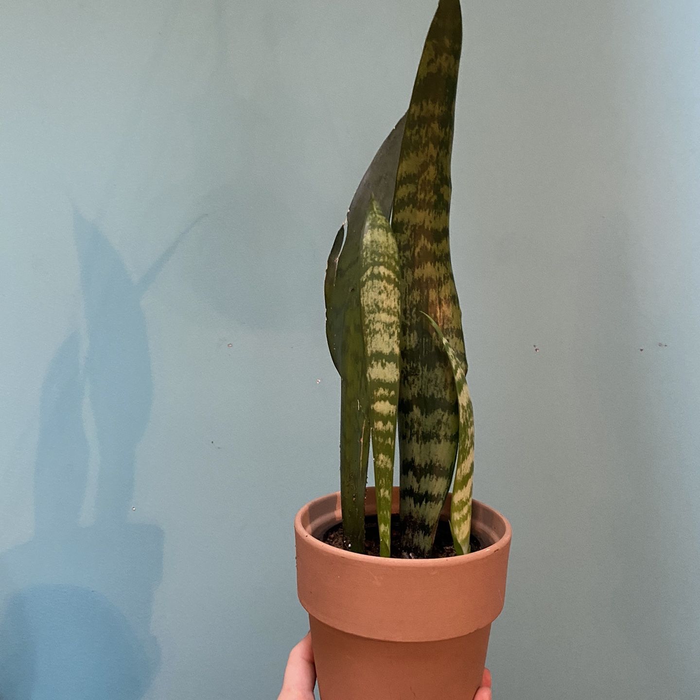 Healthy Snake Plant