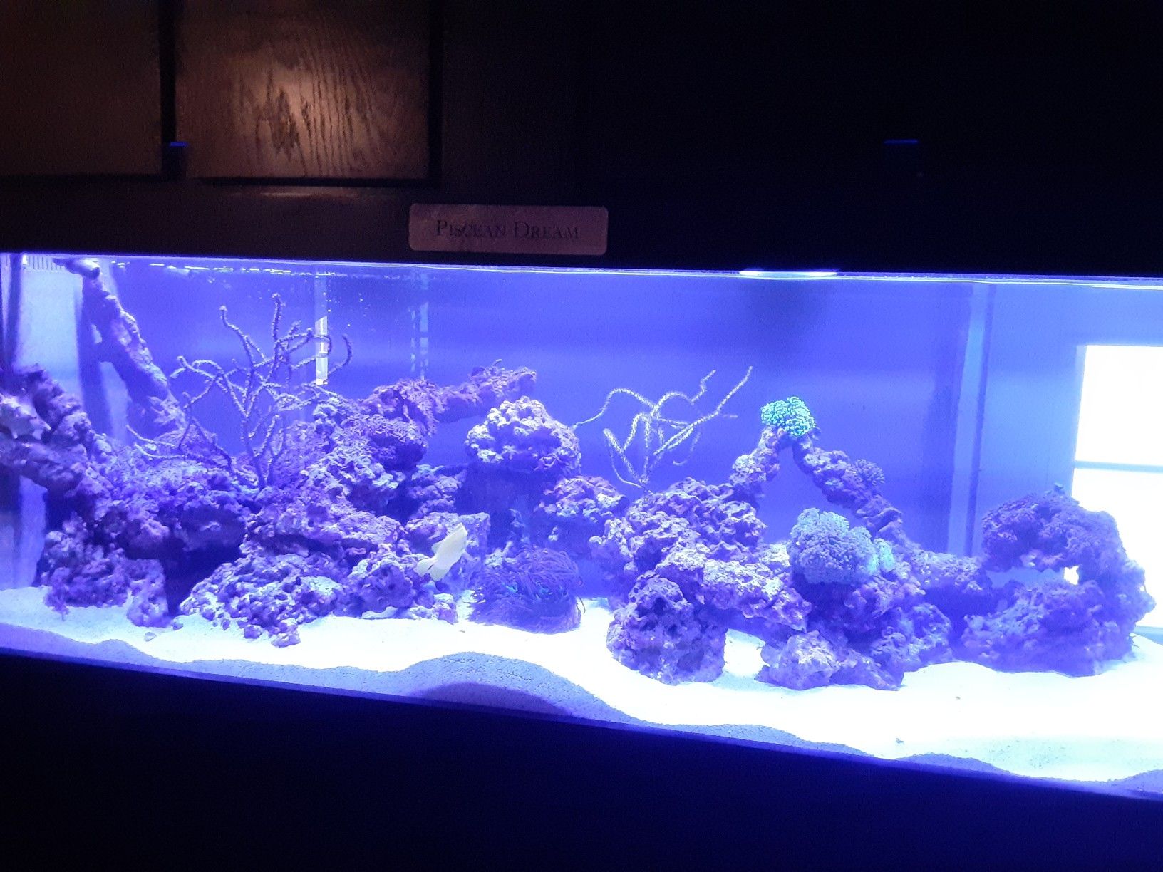 Price reduced!! Fully established 165 gallon saltwater reef aquarium for Sale in Bradenton, FL