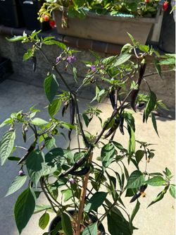 Purple Cayenne (Buena Mulata) Pepper Plant