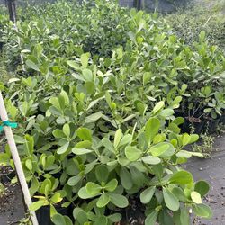Clusias 2’ At $1