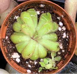 Pinguicula emarginata (Ping)