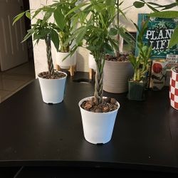 Braided Money Tree