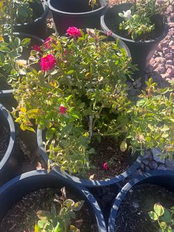 rose bush