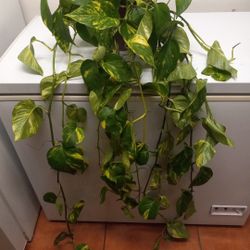 Beautiful Big Photos Plant $18