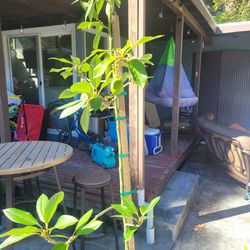 Fruiting Avocado Tree