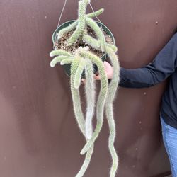8” Big Monkey Tail Cactus