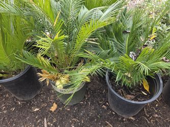 Plants