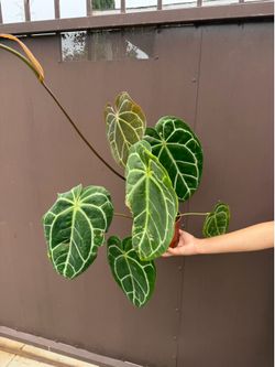 6” xl anthurium Crystallinum