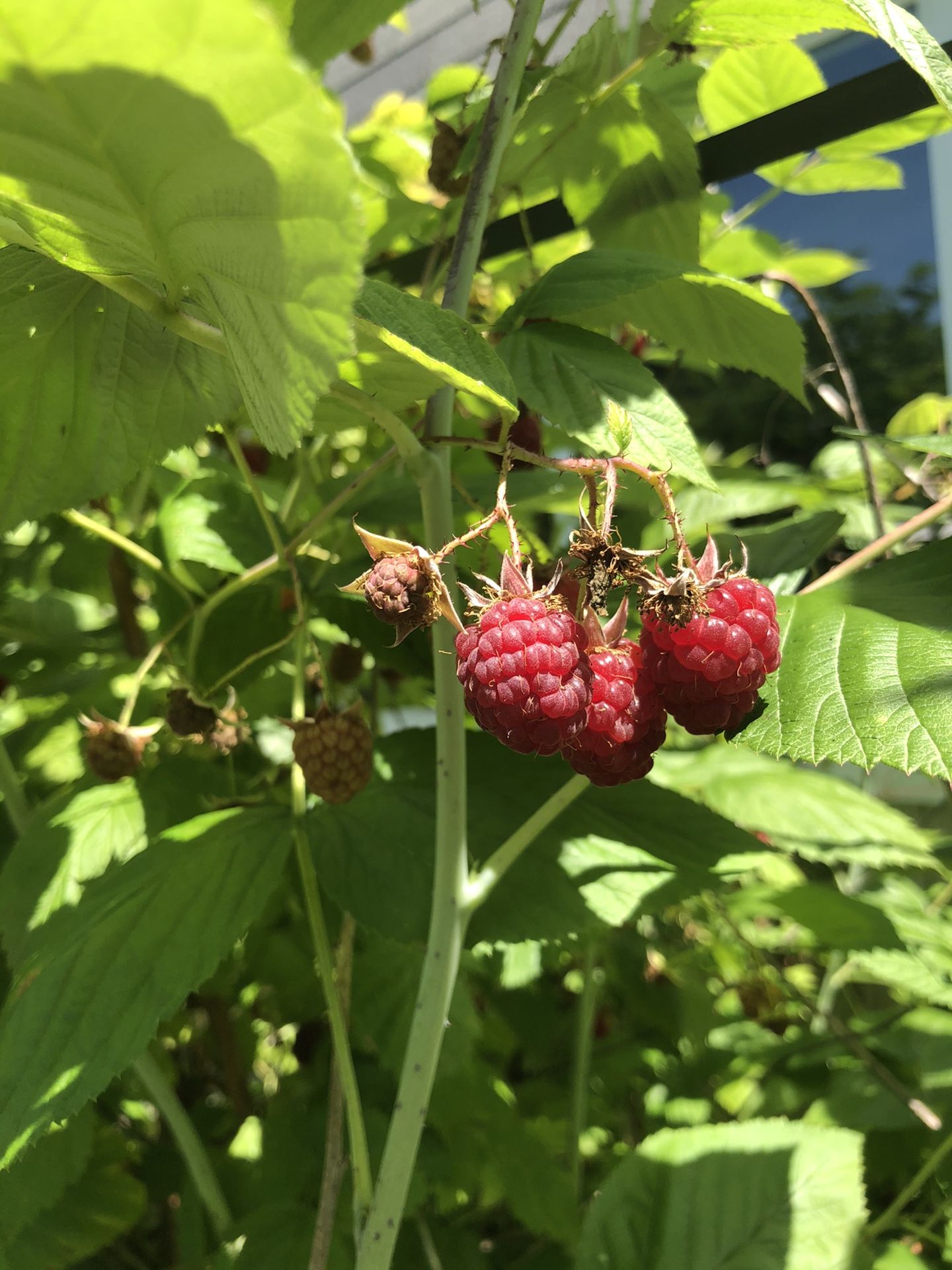 Raspberry Plants π±