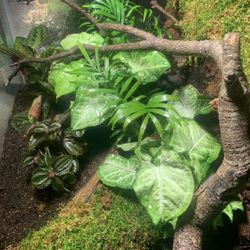 50 Gallon Bioactive Prebuilt Terrarium 