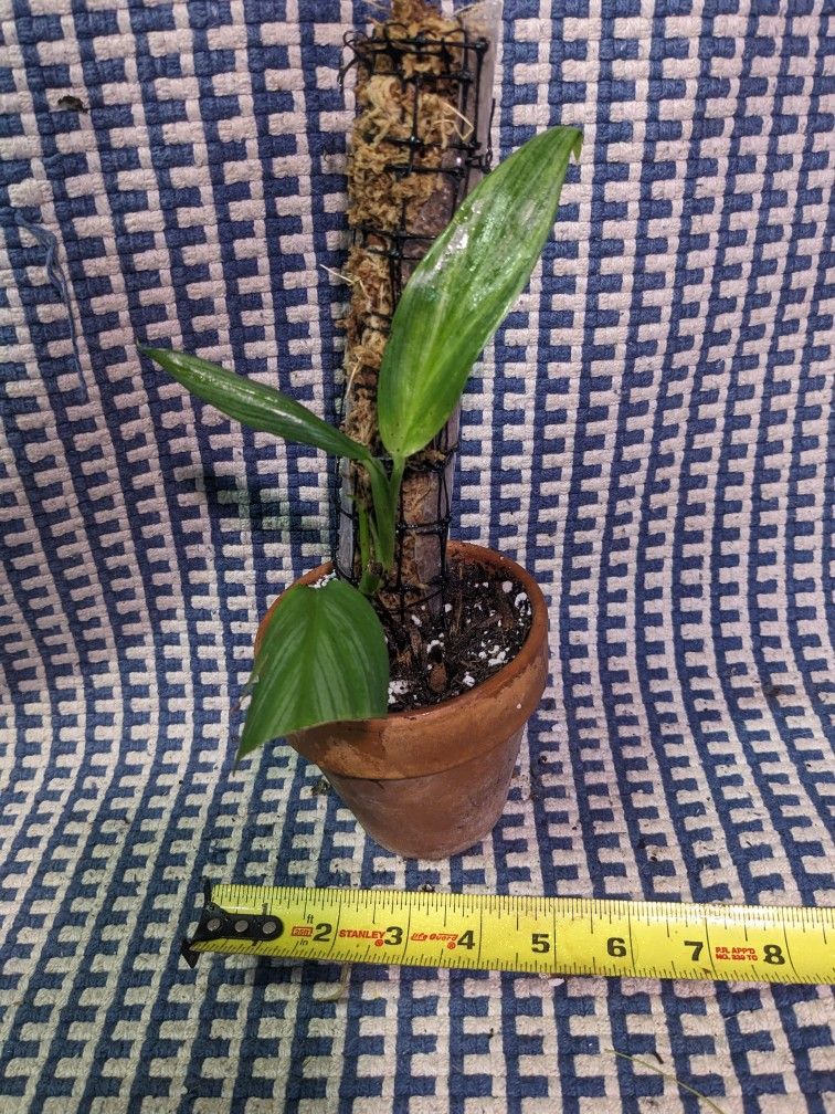 Epipremnum Amplissimum Silver