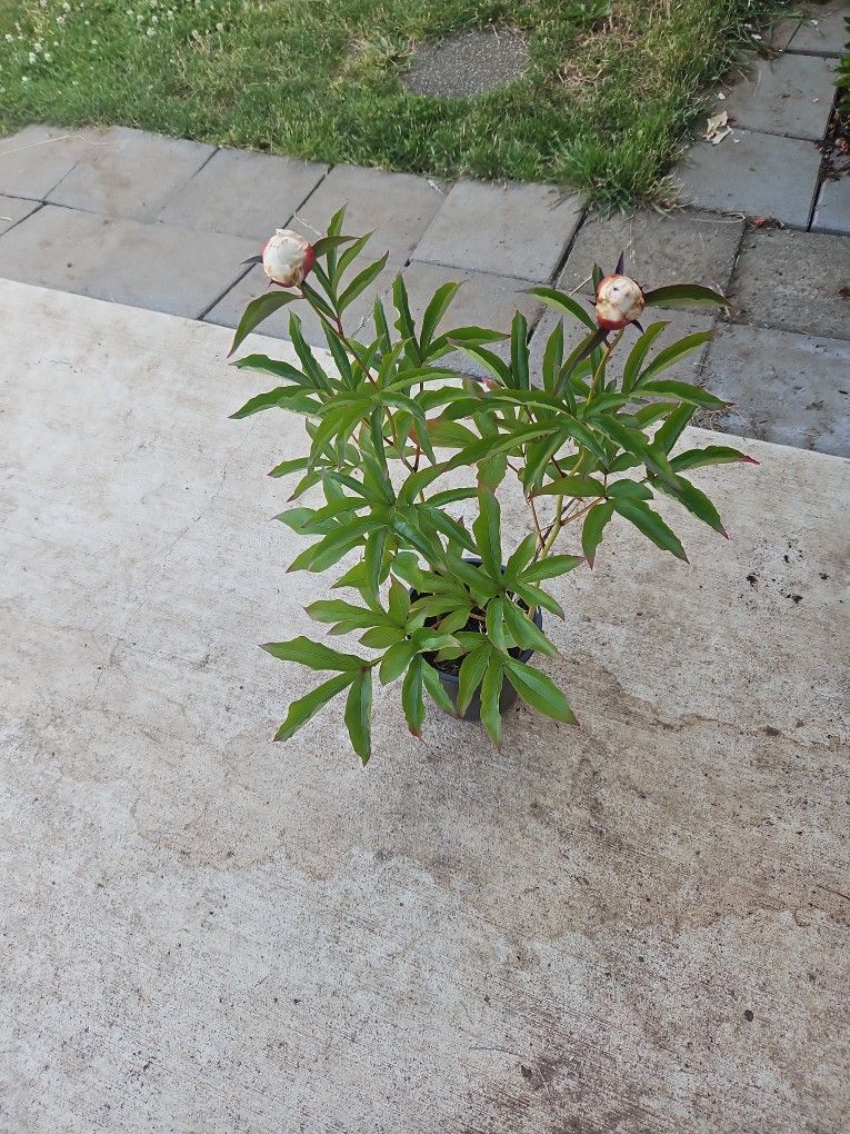 Peonia New $10.00 & 12.00