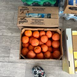 Fruits For Sails Get Them Fast Before They Go Bad 