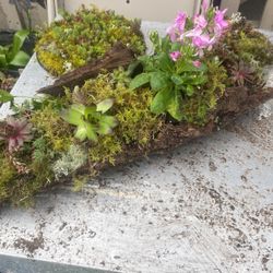 Succulant Log Planter