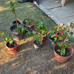 Begonia plants