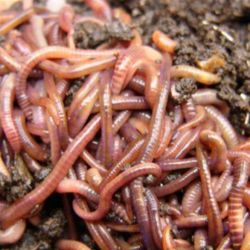 European Super Red Worms