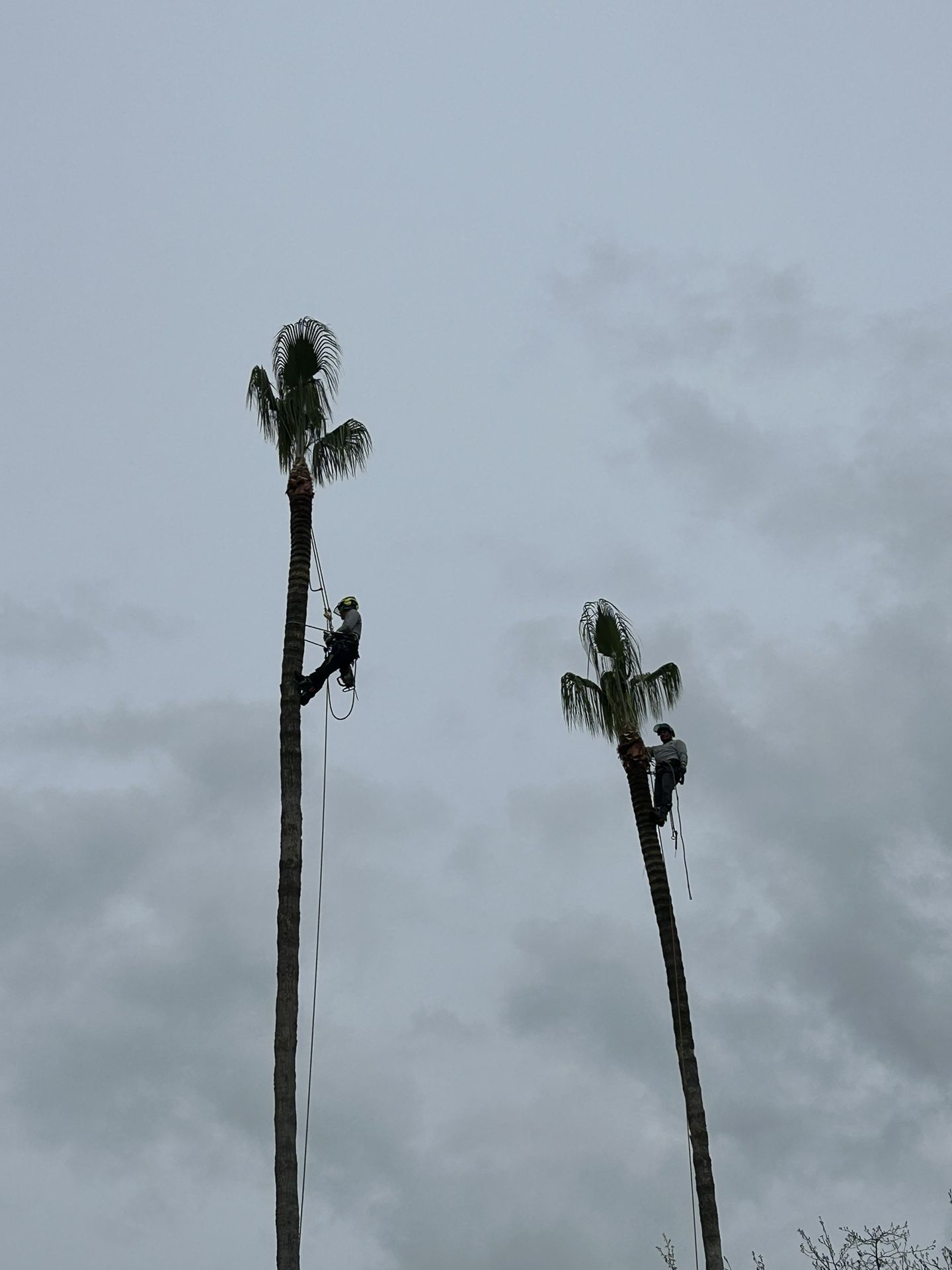 Tree Work 