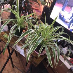 Two Spider Plants 🪴 $6 Each 