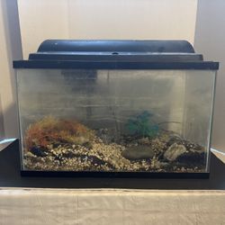10 Gallon Aquarium