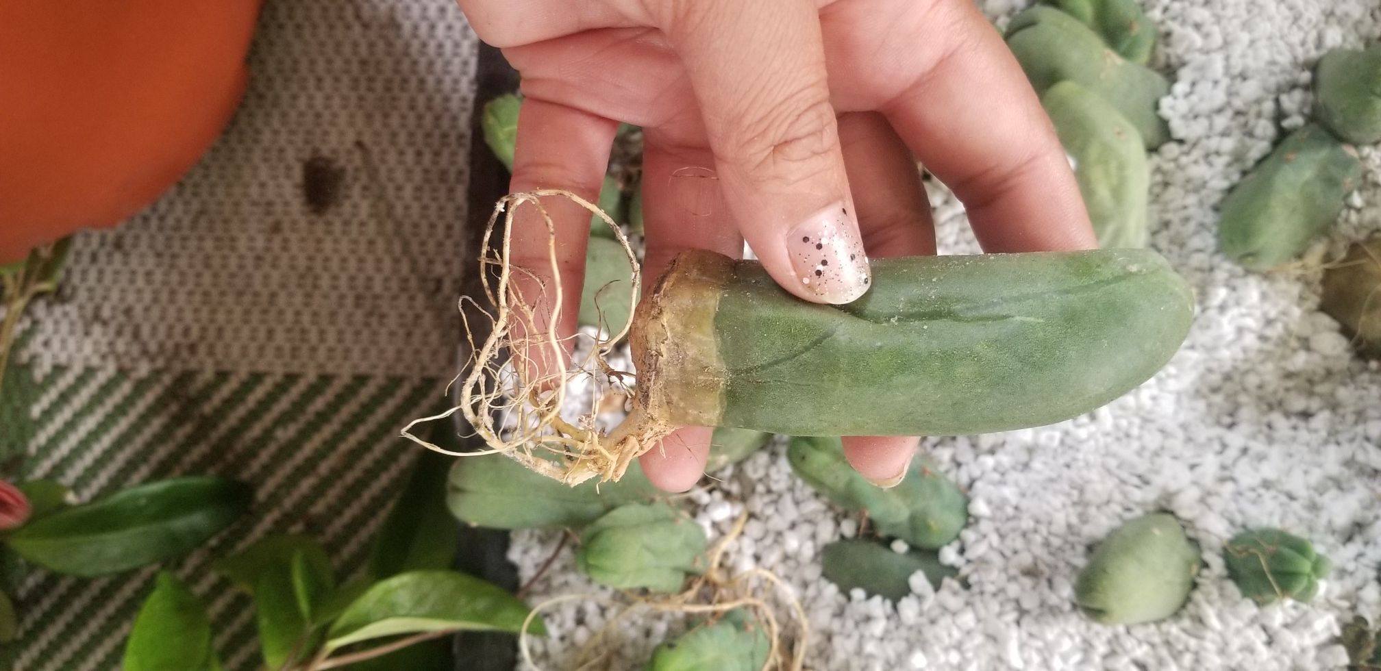 Pen is cactus