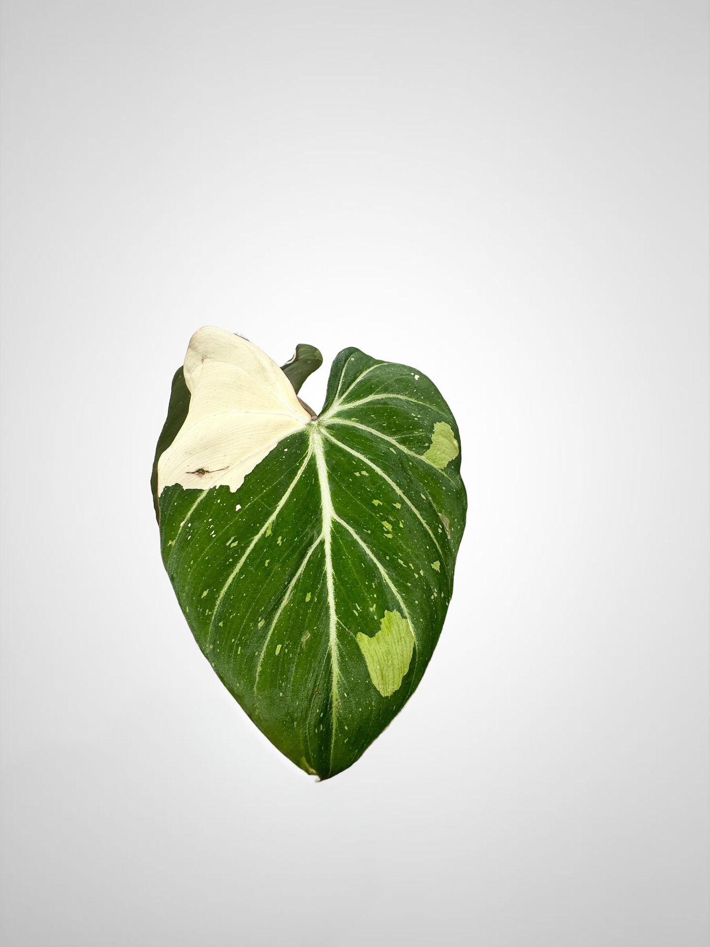 Variegated Philodendron Gloriosum