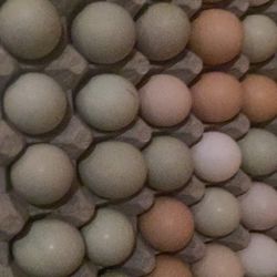 Fresh Eggs From Free Range Home Raised Chickens