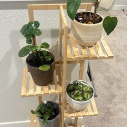 Plant Stand With Plants And Pots 