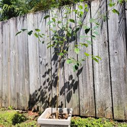 Organic Ever Bearing Mulberry Tree (Fruiting)