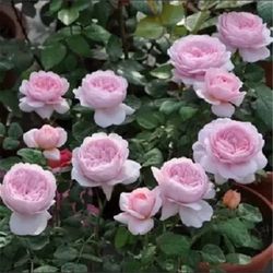 Rare European, Japan rose plants : Queen of Sweden 