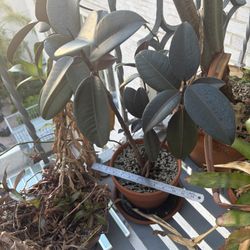 plant - ficus elastica 