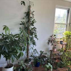 Plant Sale Must Take All. Moving