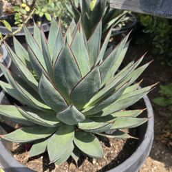 Agave Blue Glow 