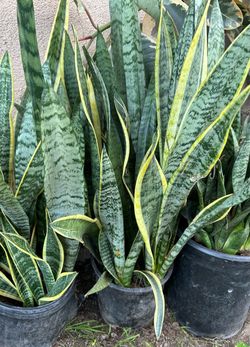 Snake Plant ) o lengua de suegra