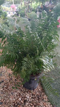 Macho ferns Sale!$15🌱