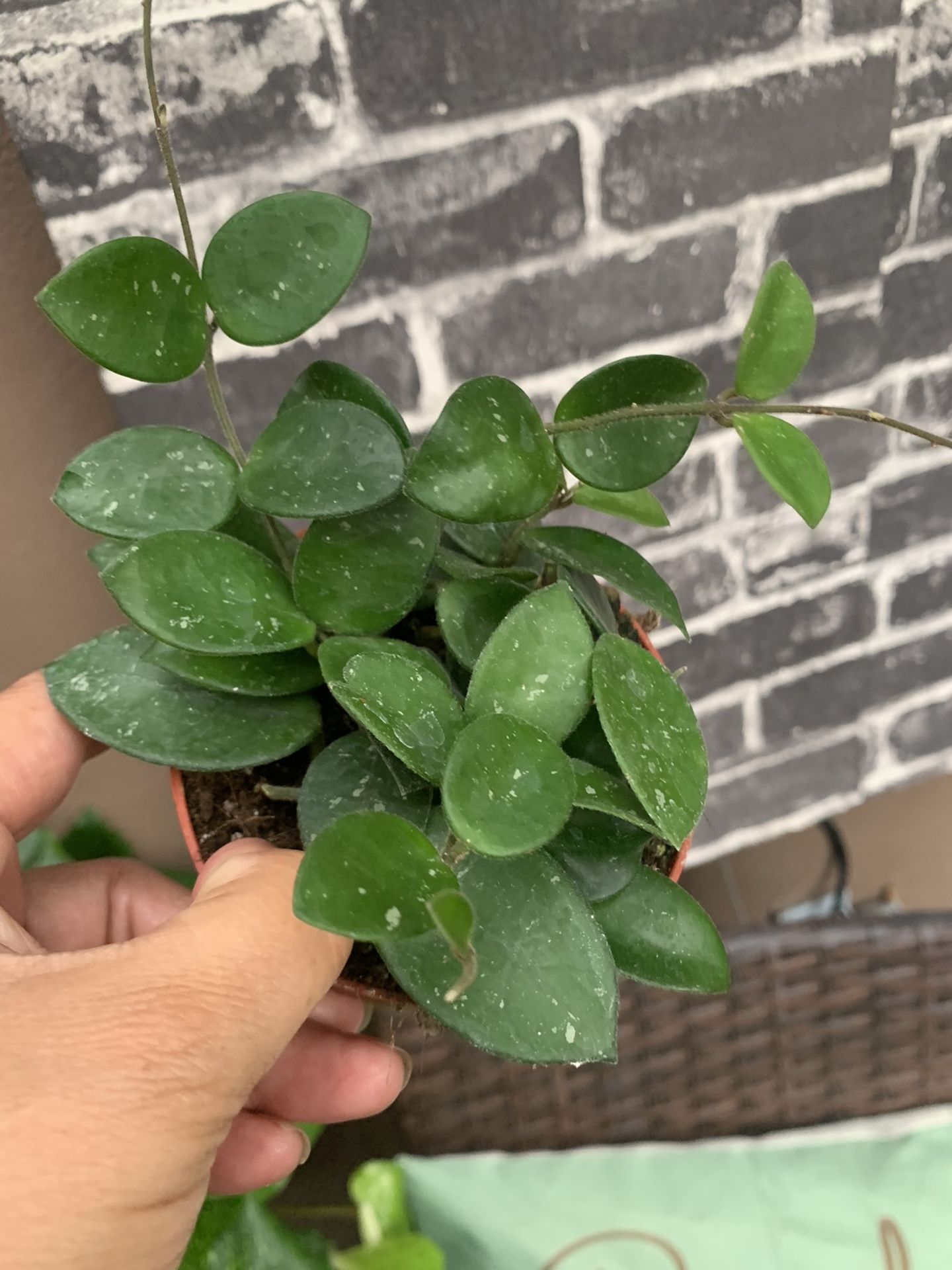 Hoya Matilda Plants