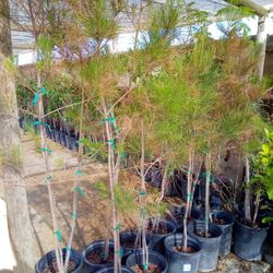 Loblolly Taeda Pine Tree - 6 ft