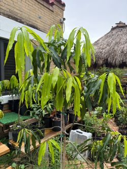 Malika Mango Tree Large Grafted