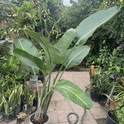2in1 Bird Of Paradise 5ft
