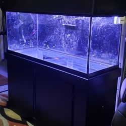 Saltwater/Freshwater 75 Gallon Fish Tank
