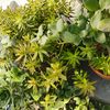 Love For Plants