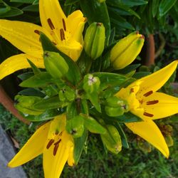 Yellow Asiatic Lily