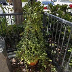 Ivy Topiary In Clay Pot
