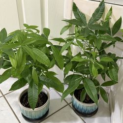 ♥️SUPER HEALTHY♥️Gud Luck Money Tree (PLS READ DESCRIPTION)