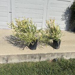 Fire Stick Plant $10 Each 