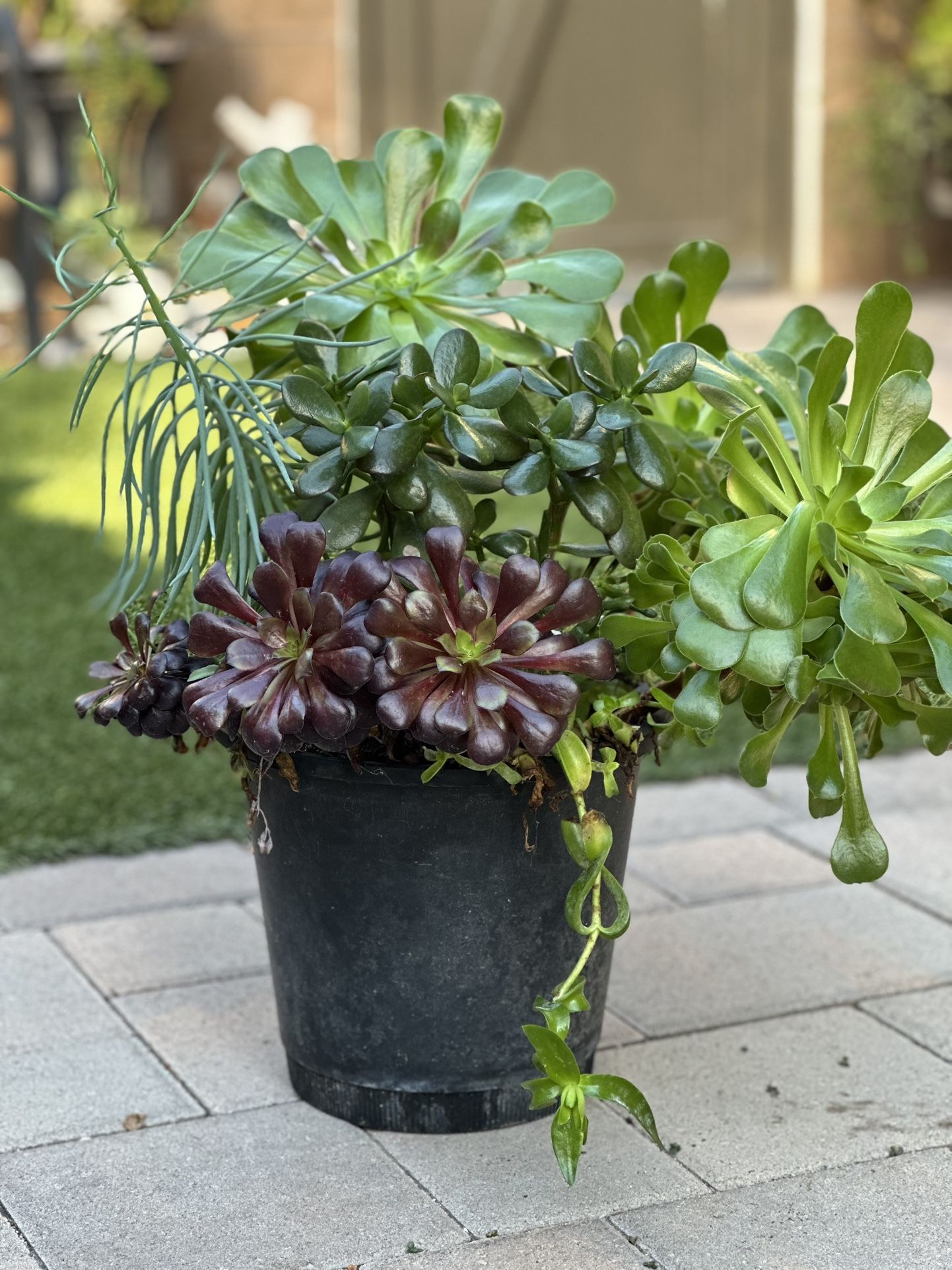 Assorted Succulent Plants